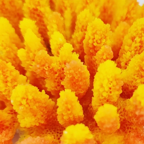 Kunstig koral Acropora millepora (Yellow/Pink)